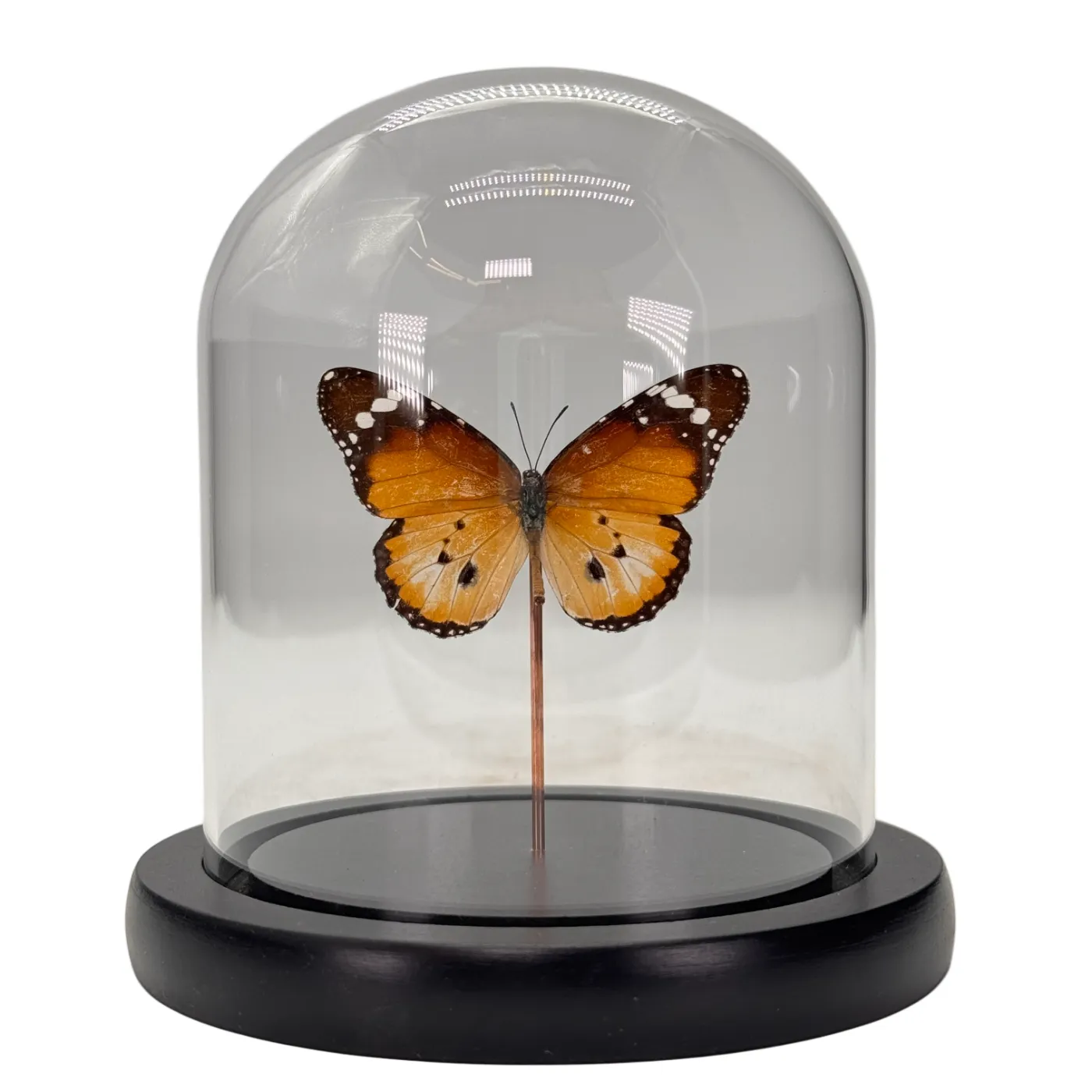 Danaus chrysippus orientis en cloche de verre papillon