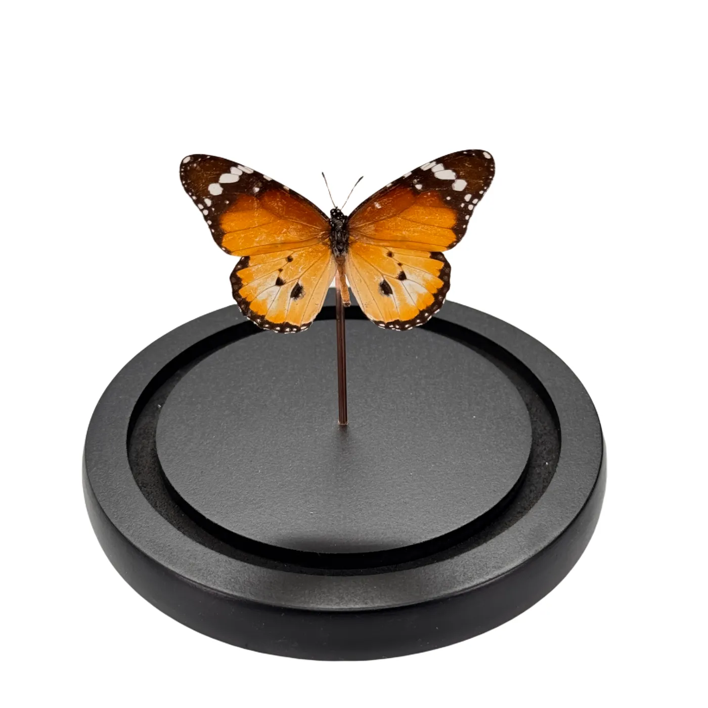 Danaus chrysippus orientis en cloche de verre papillon