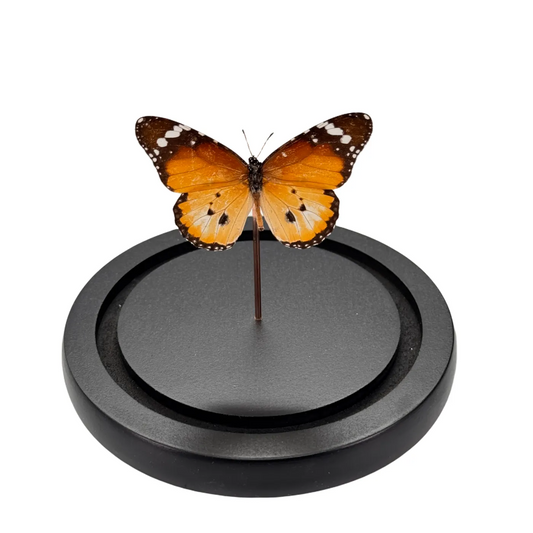 Danaus chrysippus orientis in glazen stolp vlinder