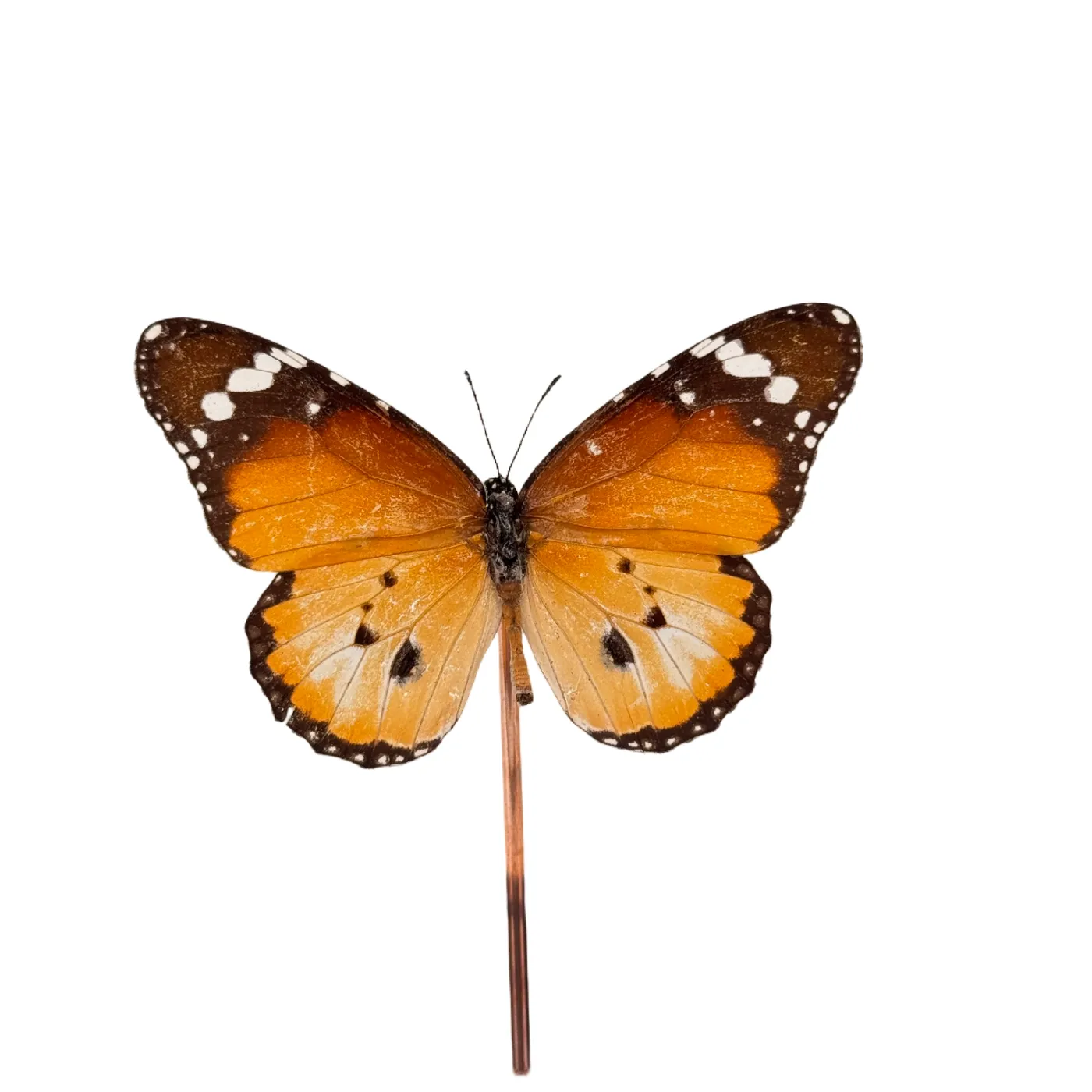 Danaus chrysippus orientis in glazen stolp vlinder