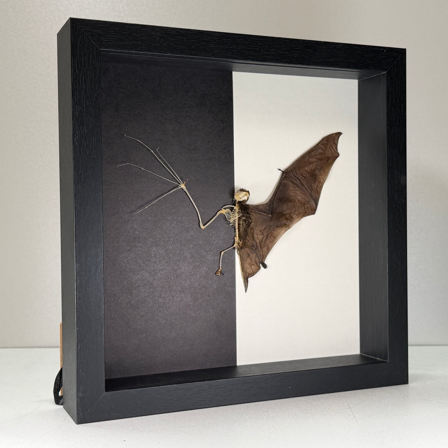 Bat skeleton – Pipistrellus imbricatus – In luxurious deep frame (25×25×4.5 cm)