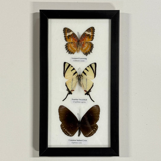 Lijst met 3 verschillende vlinders