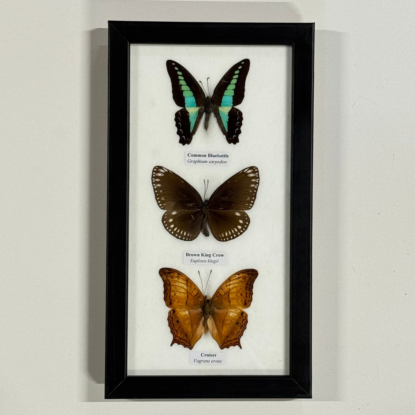 Lijst met 3 verschillende vlinders