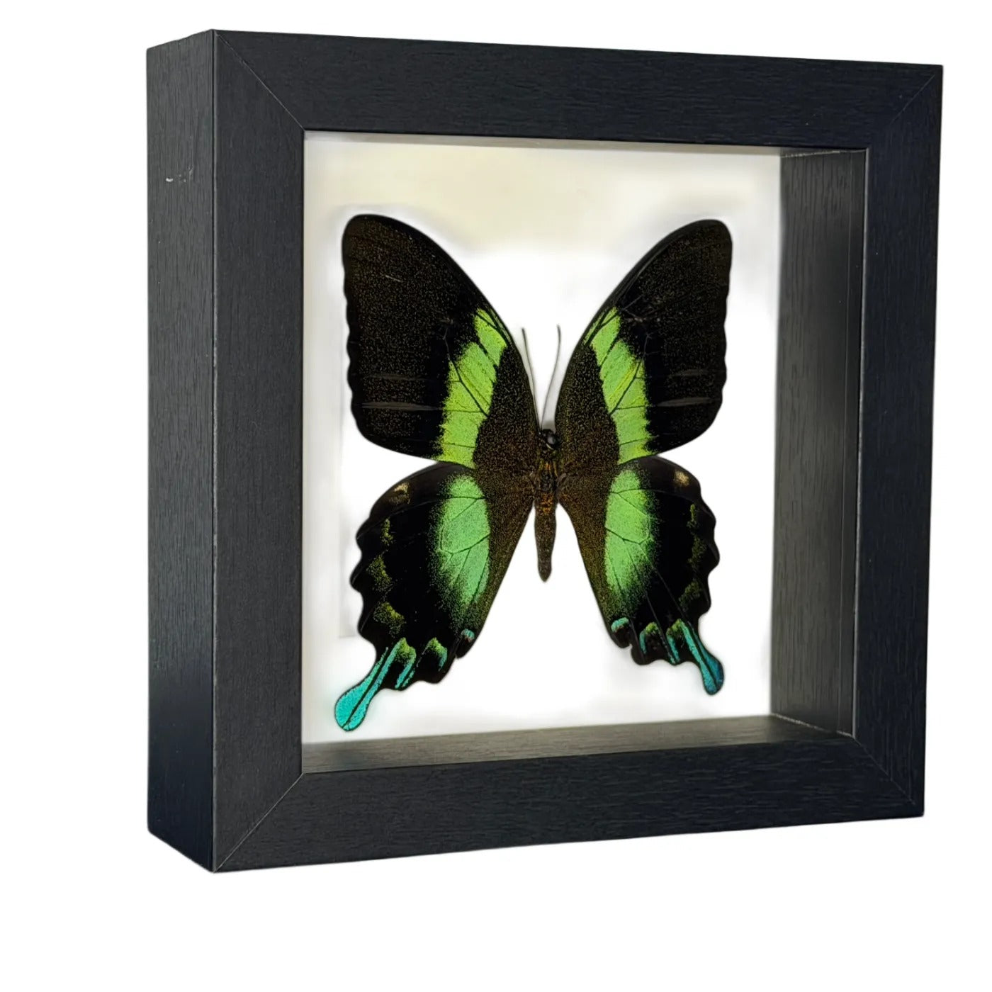 Papilio blumei vlinder in luxe lijst 16x16 cm