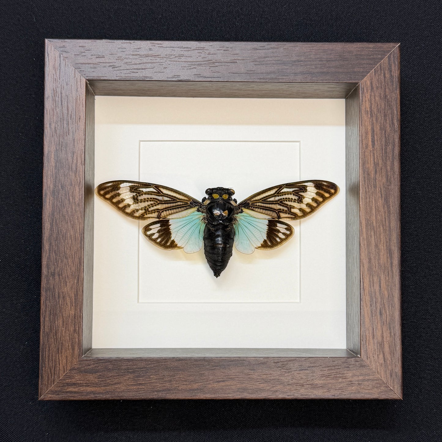 Tosena splendida cicade in luxe lijst 16x16 cm