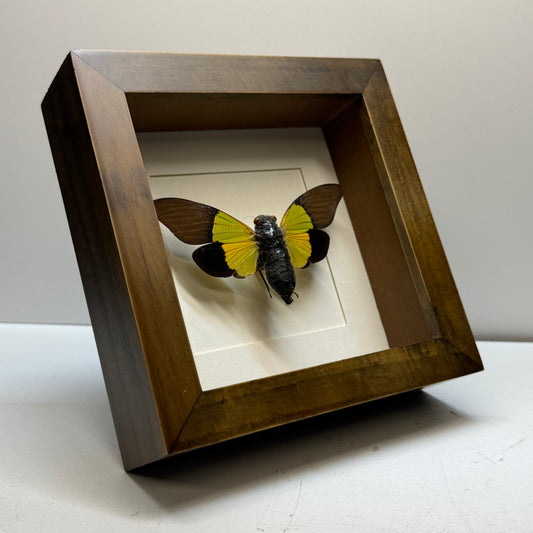 Cyclommatus metallifer beetle – passe partout 16×16