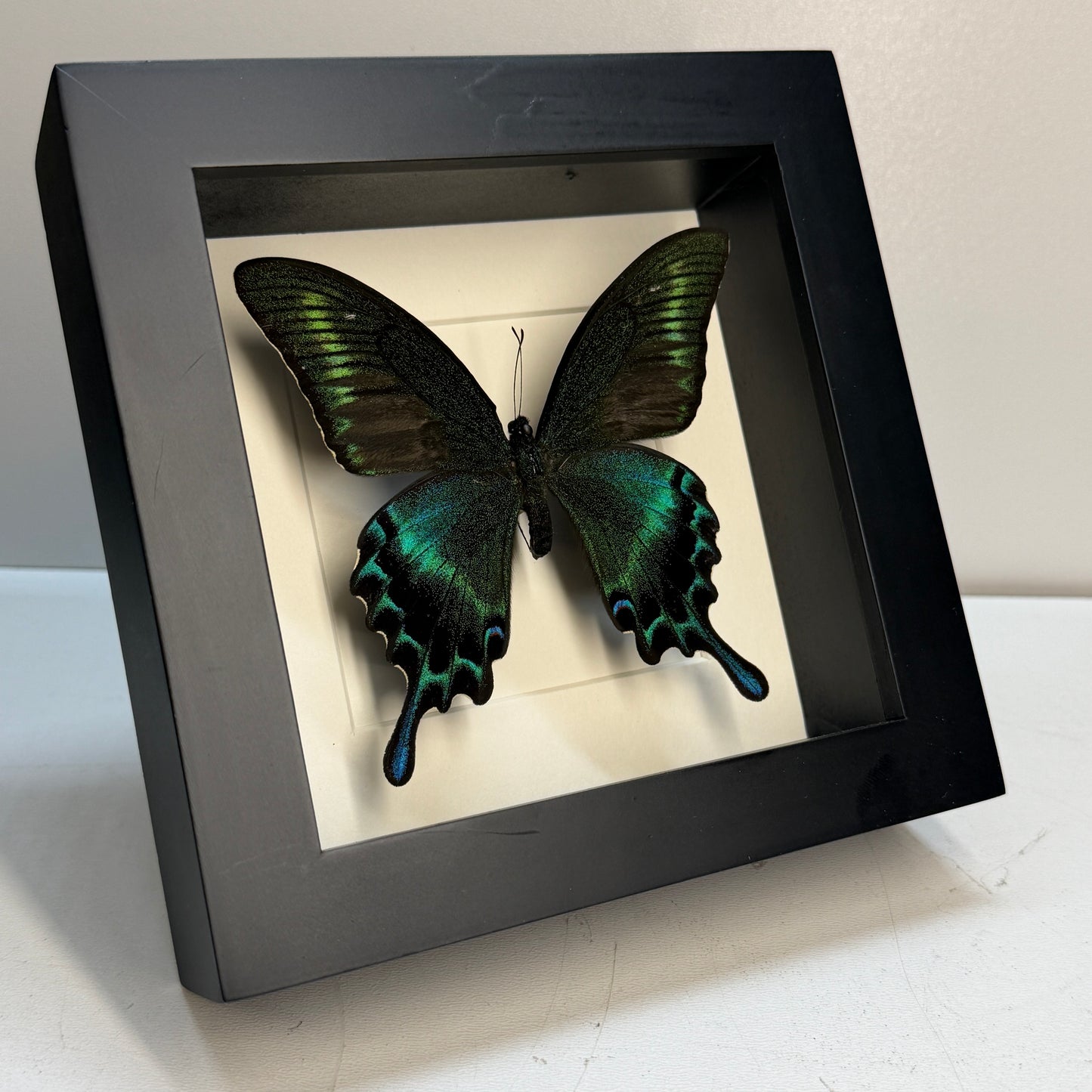 Papilio maackii vlinder in luxe lijst 16x16 cm
