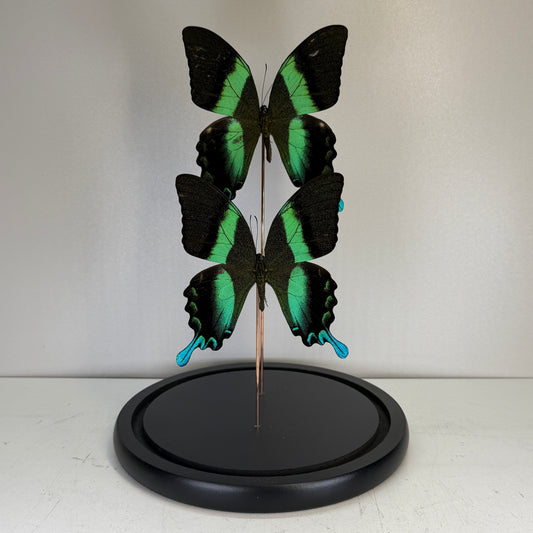 Papilio Ulysses 2x – Blue Butterfly in Glass Dome (Collection only)