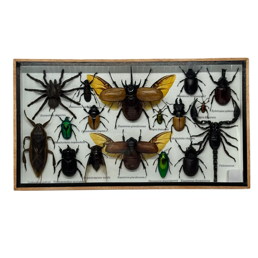 Insecten box assorti met twee Eupatorus gracilicornis man en vrouw