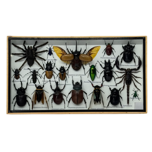 Insecten box assorti met Eupatorus gracilicornis