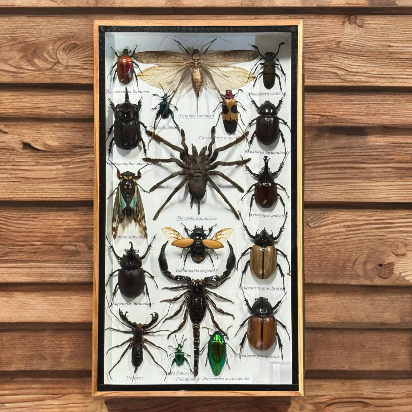 Insect box assorted with Patanga succincta