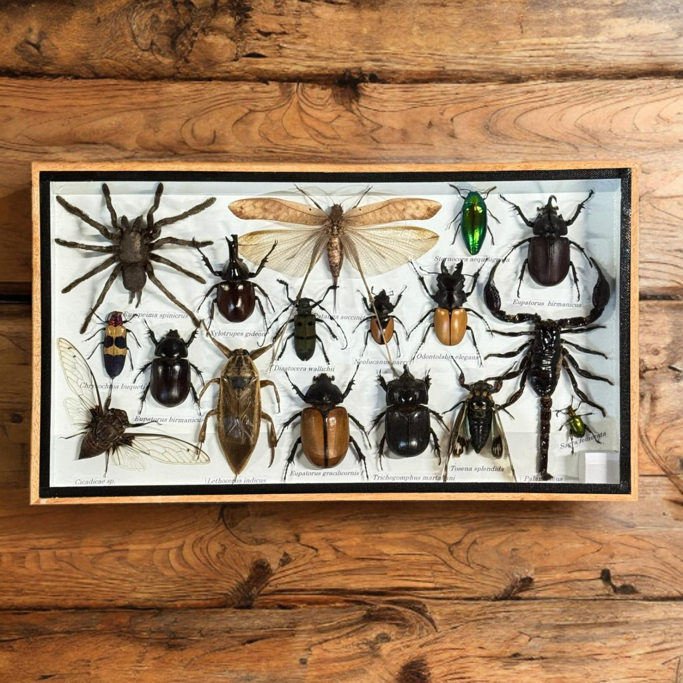 Insect box assorted with Patanga succincta