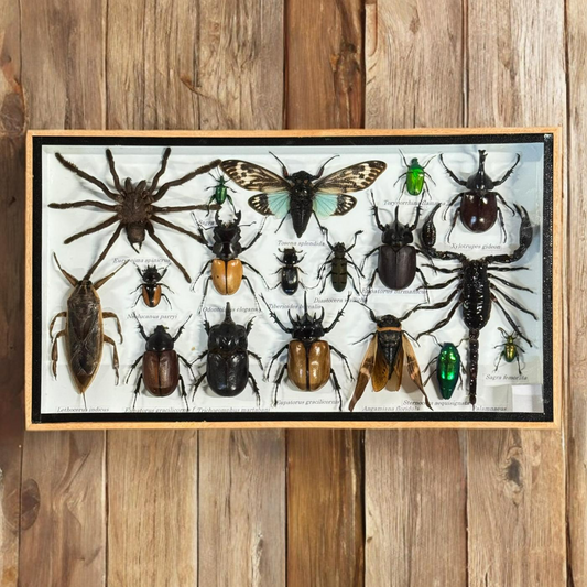 Insecten box assorti met Tosena Splendida