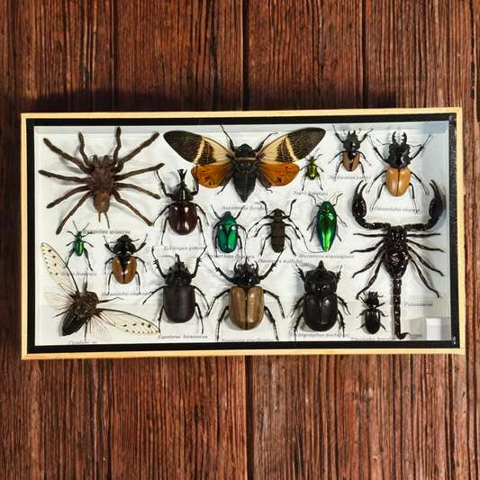 Insecten box assorti met Angamiana floridula