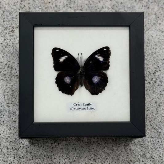 Geprepareerde vlinder in lijst - 12,5 x 12,5 cm