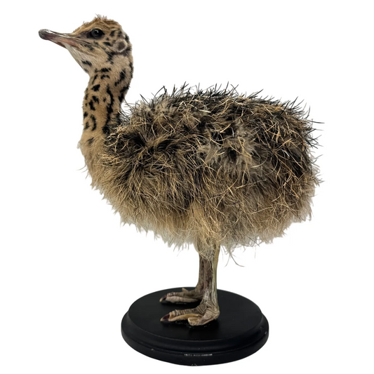 Opgezette Struisvogel