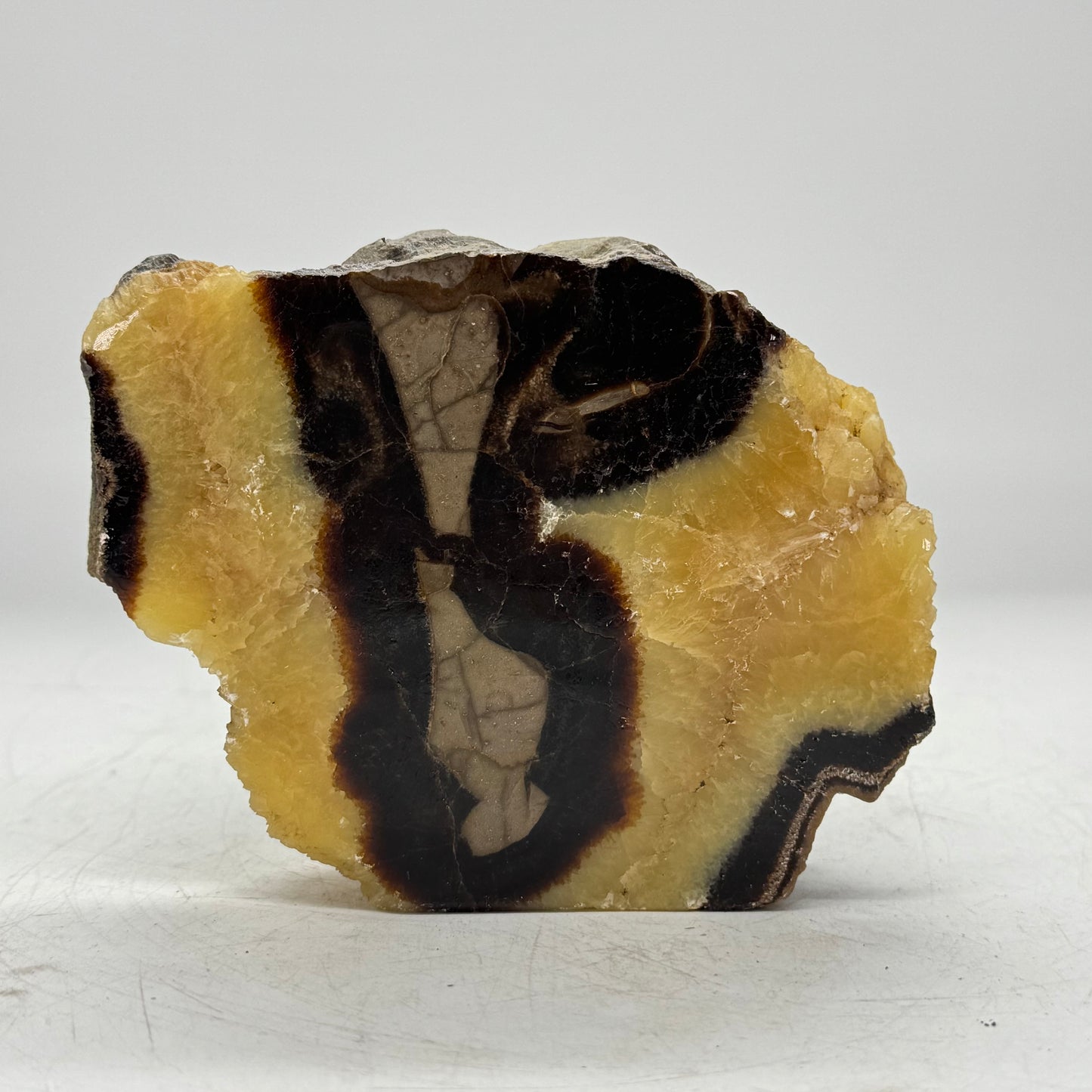 Septarie cut base 12,5 cm