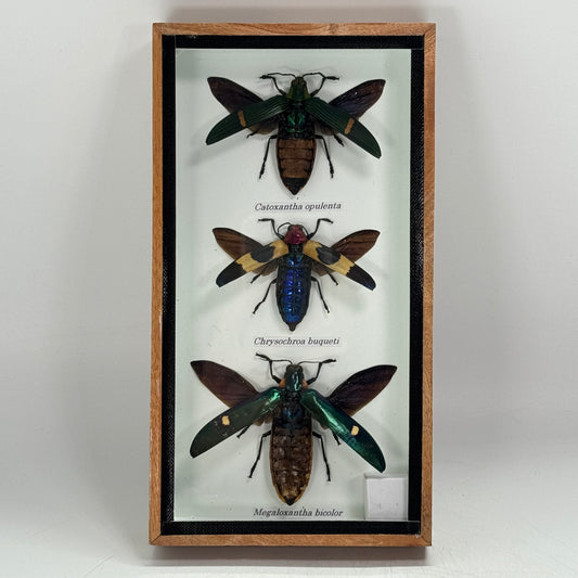 Kevers 3x in houten box - Cathoxantha/Chrysochroa/Megaloxantha