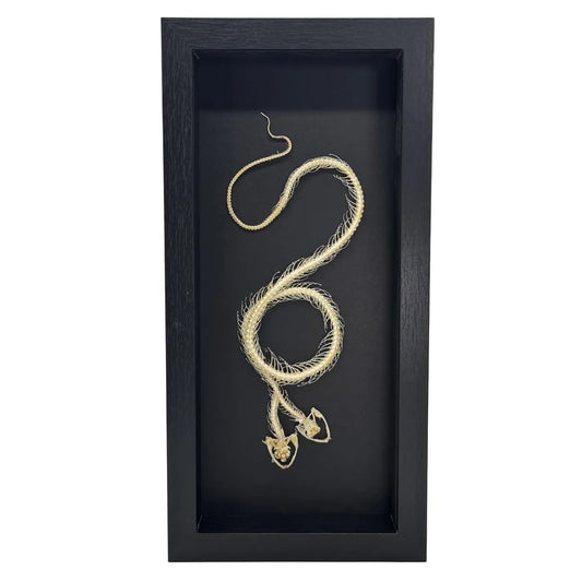 Tweekoppig slangenskelet in diepe rechthoek lijst