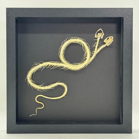 Tweekoppig slangenskelet in diepe lijst 25x25 cm
