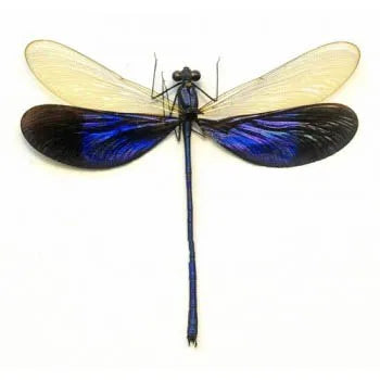 Blauwe Libelle in Glazen Stolp – Neurobasis kaupi pavo