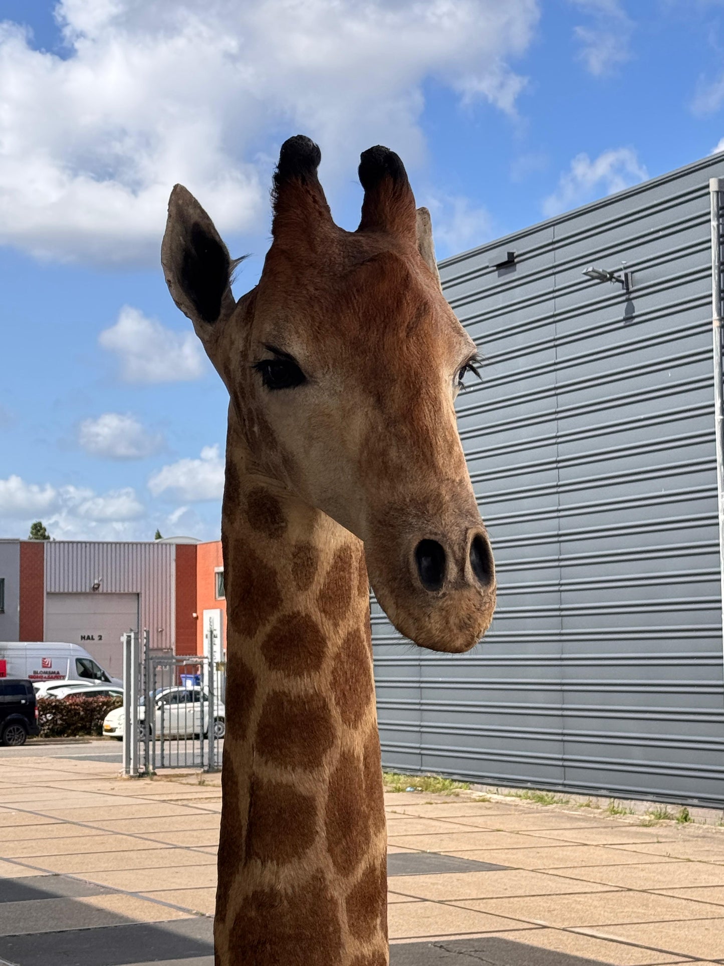 Opgezette giraffe 265 cm (alleen afhalen)
