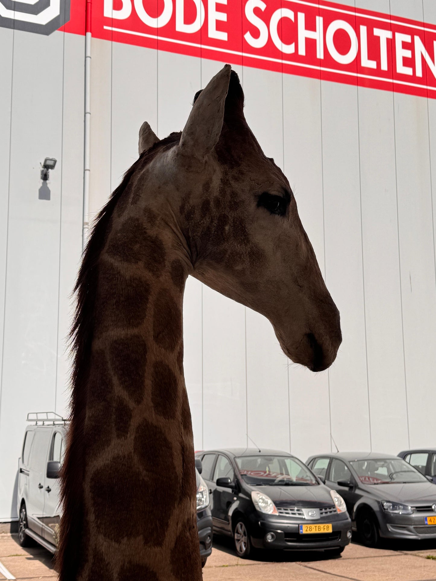 Opgezette giraffe 265 cm (alleen afhalen)