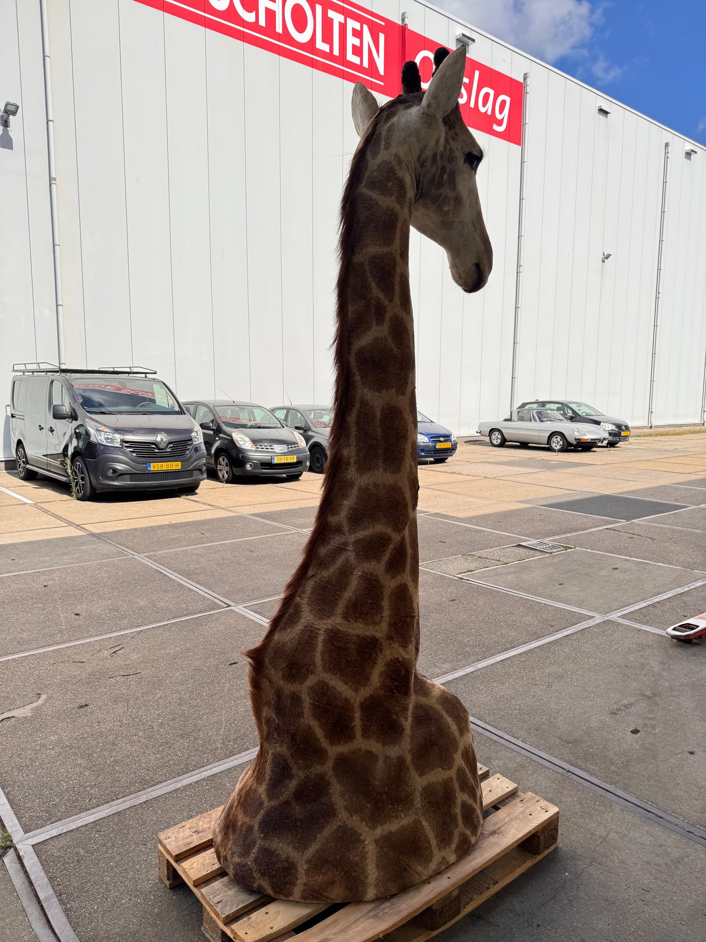 Opgezette giraffe 265 cm (alleen afhalen)