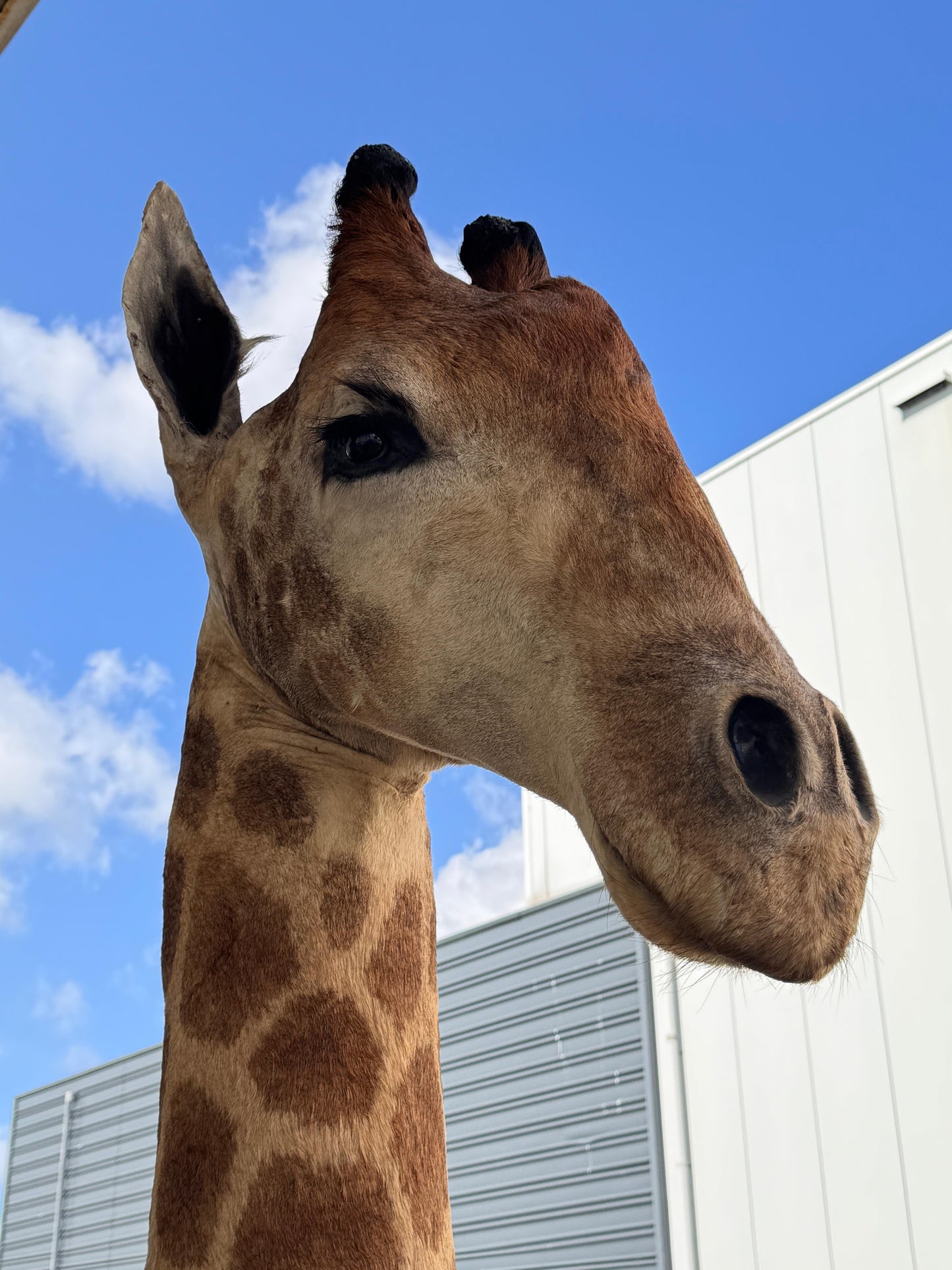 Opgezette giraffe 265 cm (alleen afhalen)