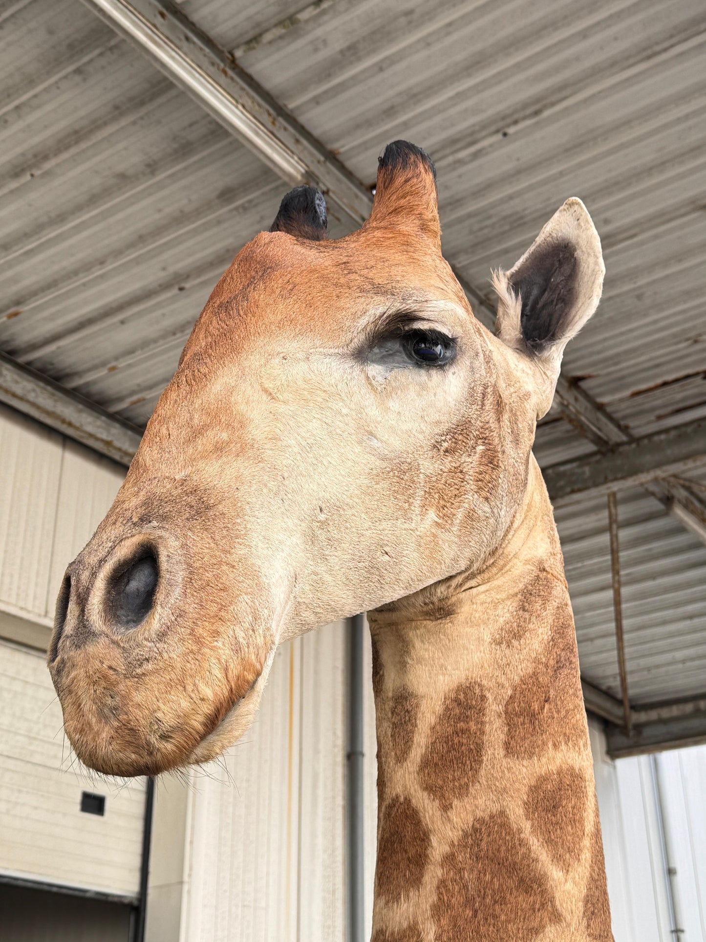 Opgezette giraffe 265 cm (alleen afhalen)