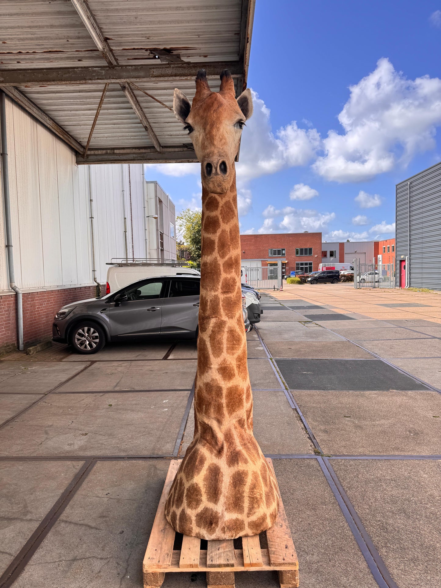 Opgezette giraffe 265 cm (alleen afhalen)