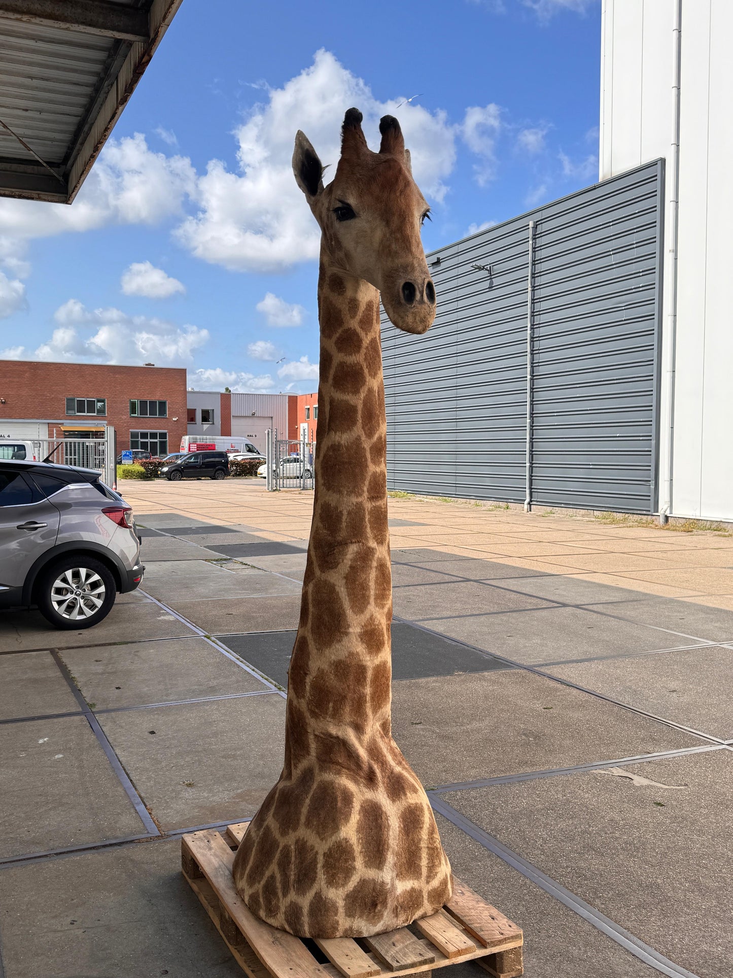 Opgezette giraffe 265 cm (alleen afhalen)
