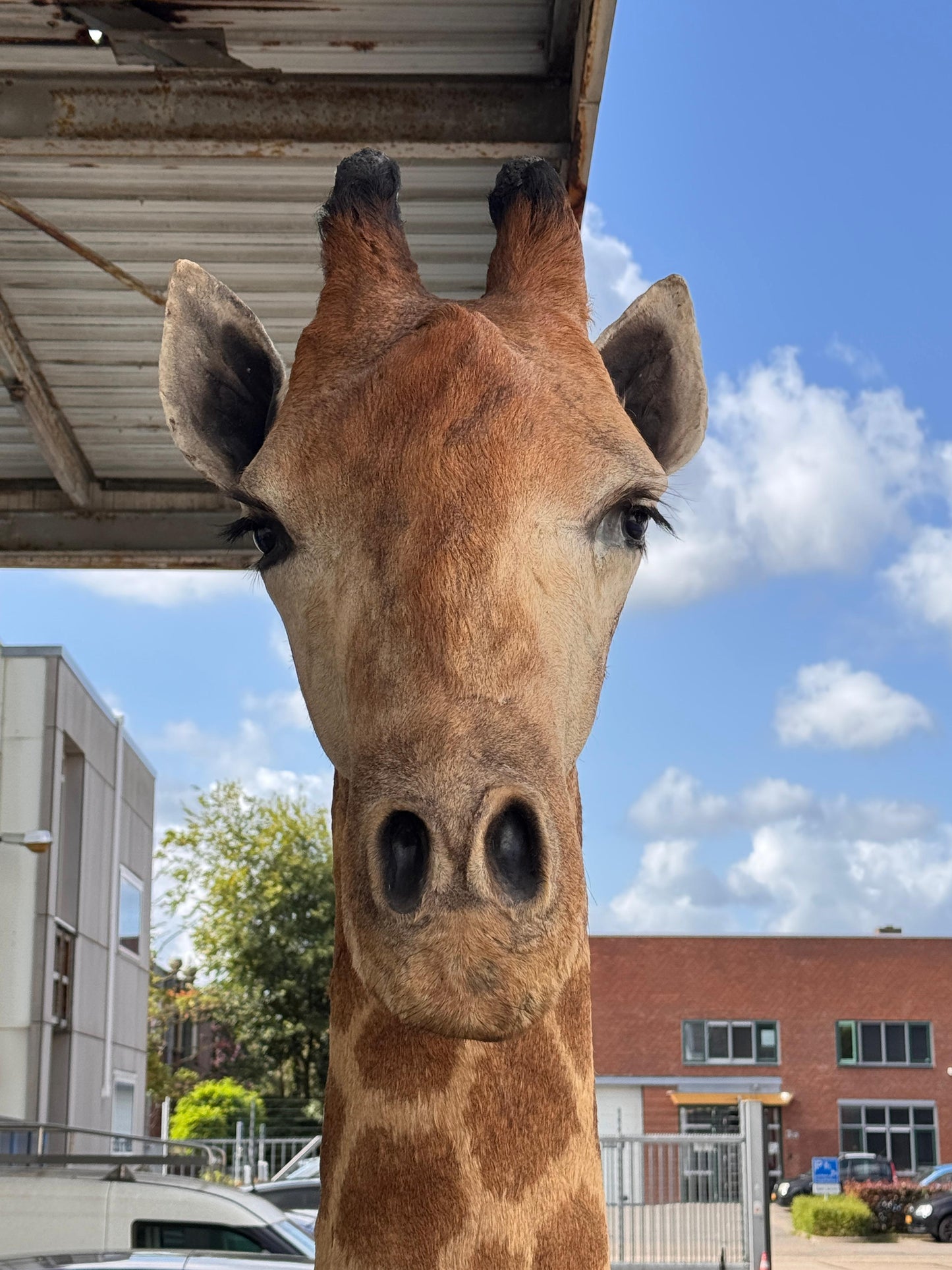 Opgezette giraffe 265 cm (alleen afhalen)