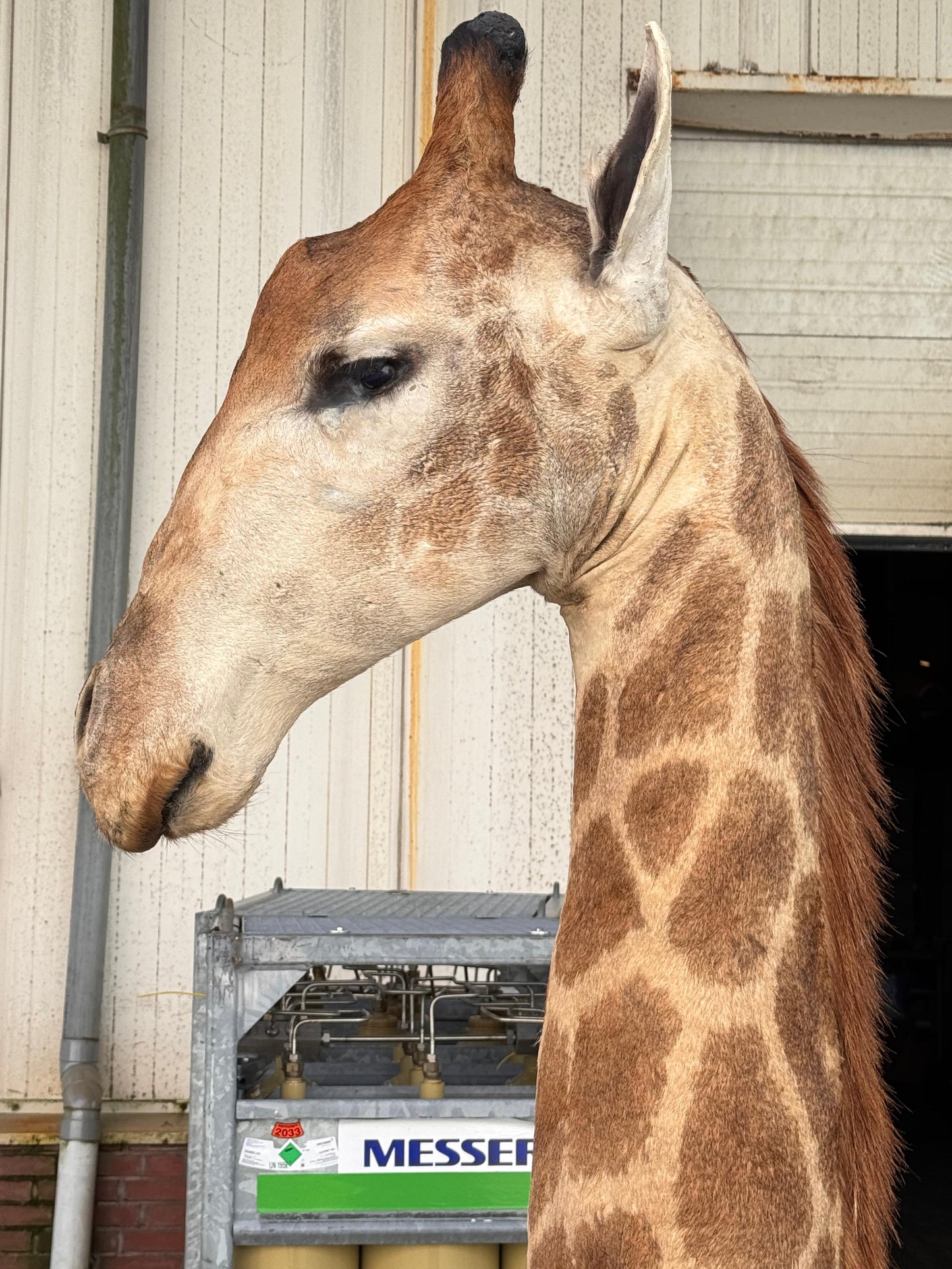 Opgezette giraffe 265 cm (alleen afhalen)