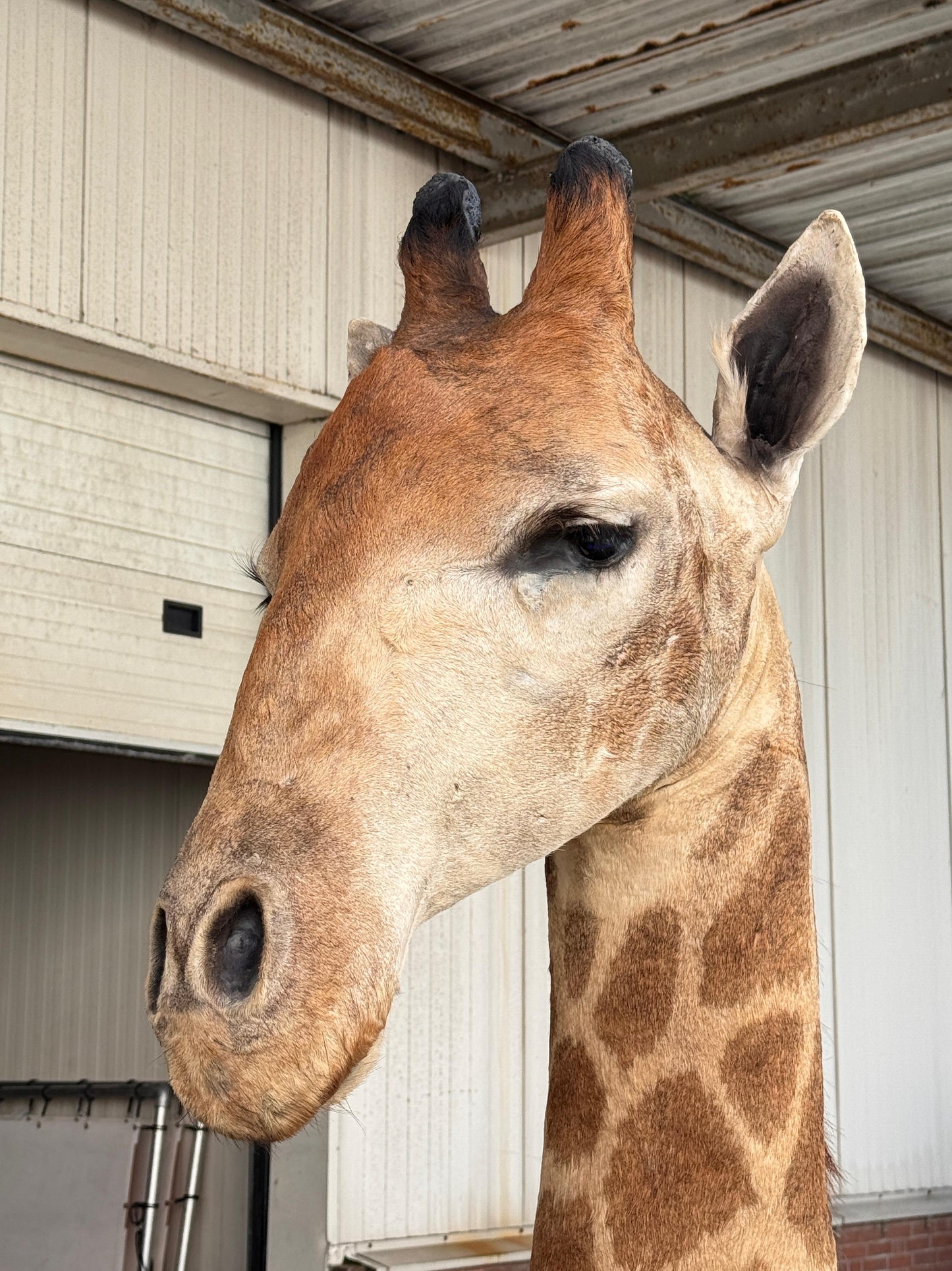 Opgezette giraffe 265 cm (alleen afhalen)