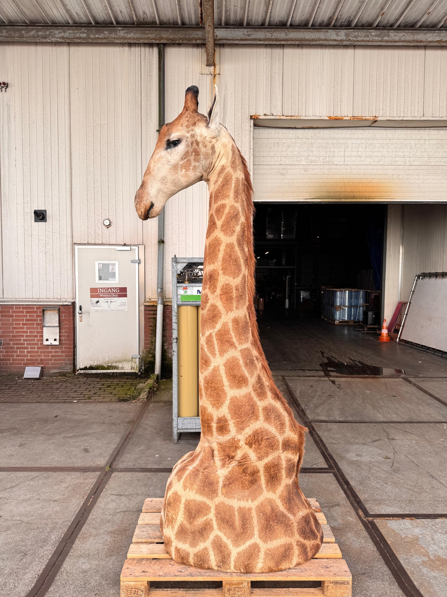 Opgezette giraffe 265 cm (alleen afhalen)