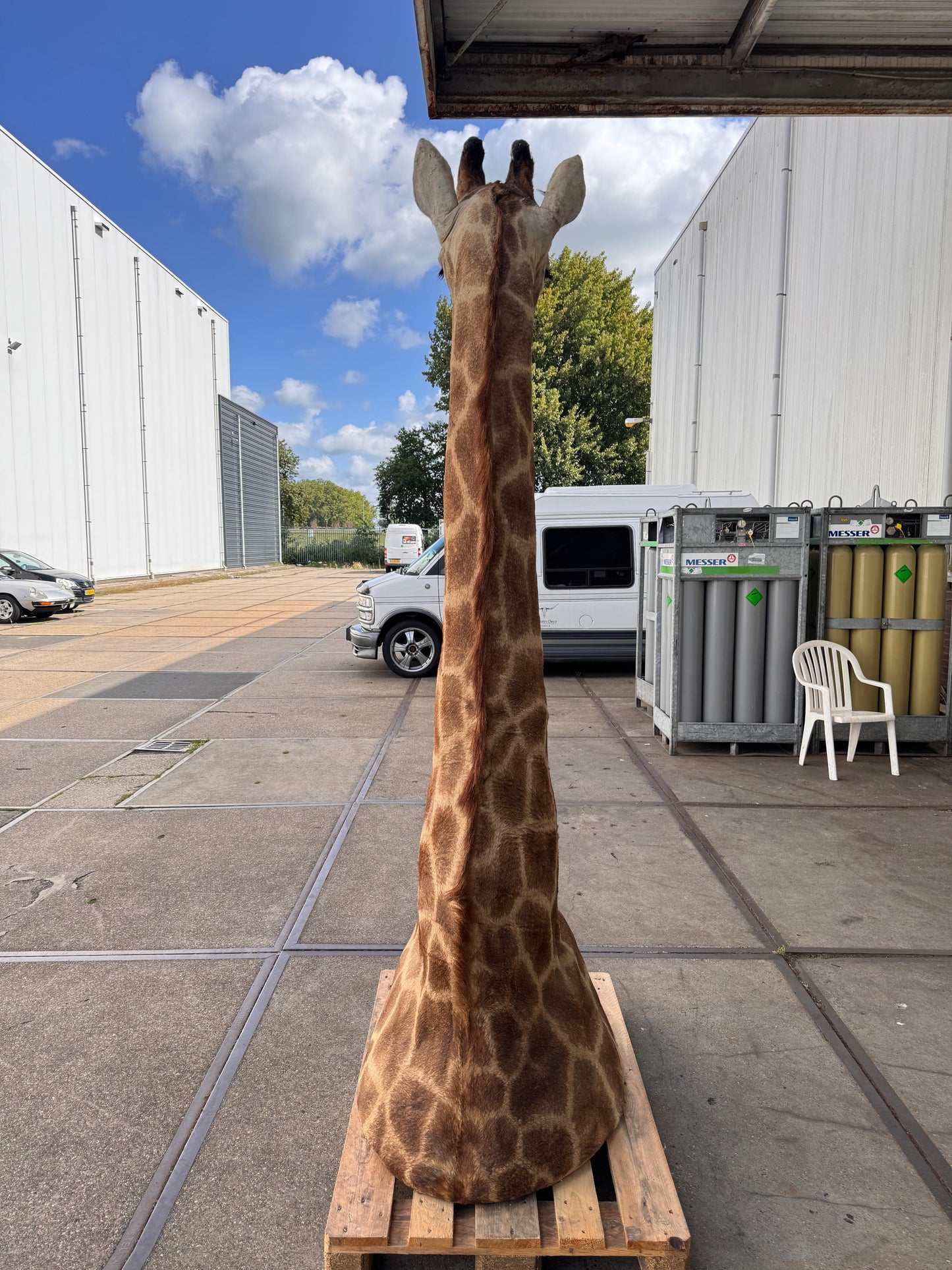 Opgezette giraffe 265 cm (alleen afhalen)