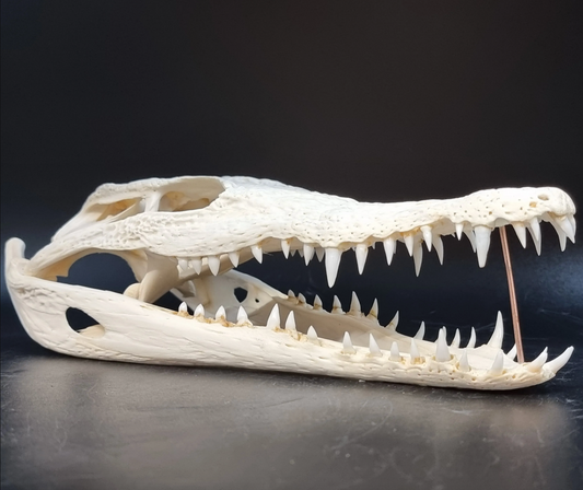 Real Crocodile Skull