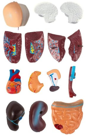 Menselijk Torso Model 28 cm - Anatomie Afneembare Organen Skelet Model - 15-delig set