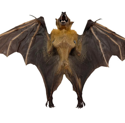 Cynopterus brachyotis - geprepareerd - vleerhond - half gevouwen vleugels