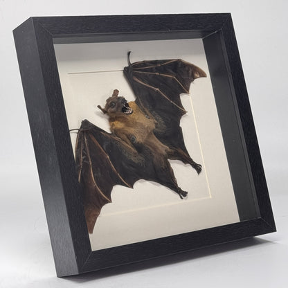 Cynopterus brachyotis in luxe lijst - vleerhond - half gevouwen vleugels