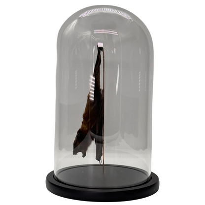 Opgezette vleermuis hangend in stolp - Cynopterus sphinx