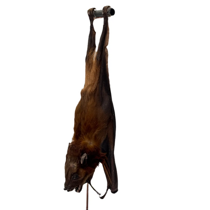 Opgezette vleermuis hangend in stolp - Cynopterus sphinx