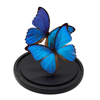 Morpho didius vlinder 2x in glazen stolp (alleen afhalen)