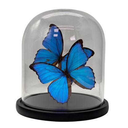Morpho didius vlinder 2x in glazen stolp (alleen afhalen)