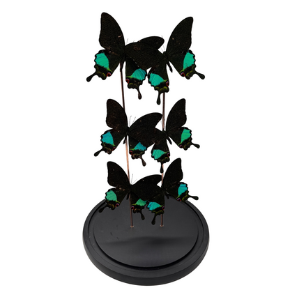 Papillon Papilio karna 6x sous dôme de verre (collection uniquement)