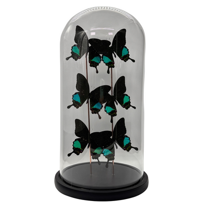Papillon Papilio karna 6x sous dôme de verre (collection uniquement)