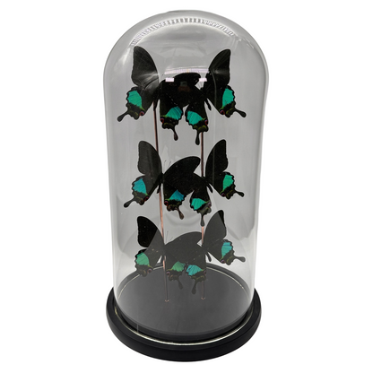 Papillon Papilio karna 6x sous dôme de verre (collection uniquement)