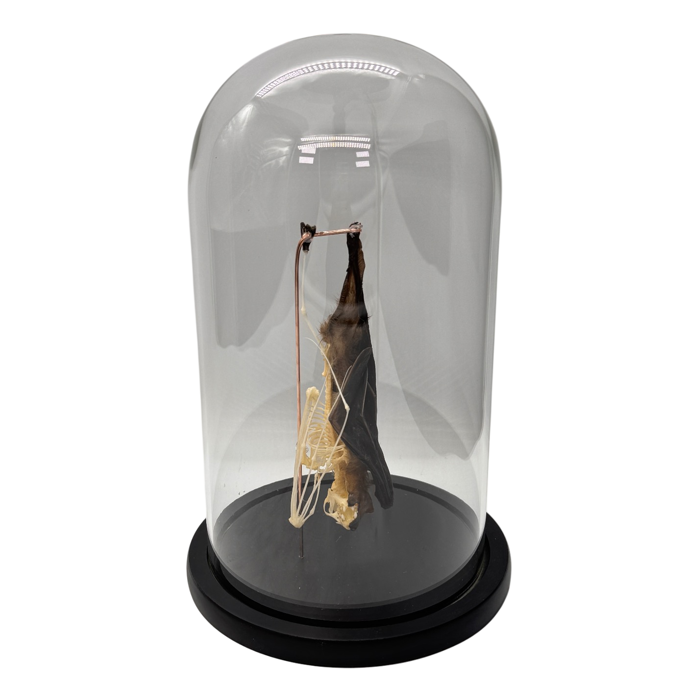 Opgezette vleermuis half skelet hangend in stolp - Cynopterus sphinx