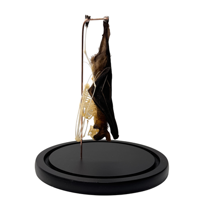 Opgezette vleermuis half skelet hangend in stolp - Cynopterus sphinx
